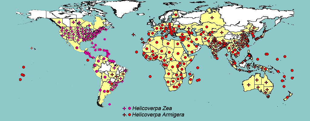 Figure 3. World distribution of H. Argmigera and H. Zea pests. From: EPO 2010