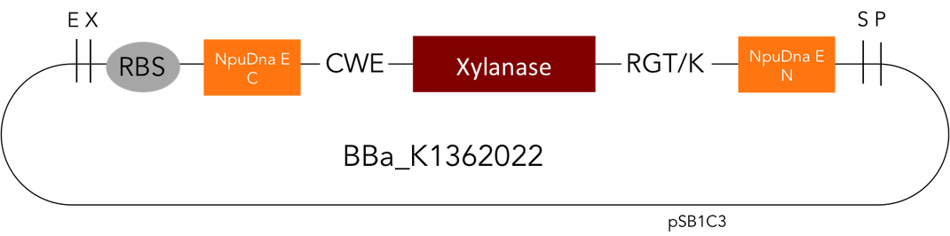 Circular Xylanase: BBa_K1362022
