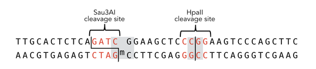 Figure 4) hemi-methylated DNA template