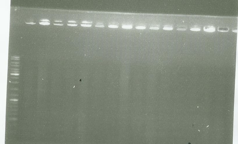 PCR clone LS pGMETe (12-25) 0209.jpg