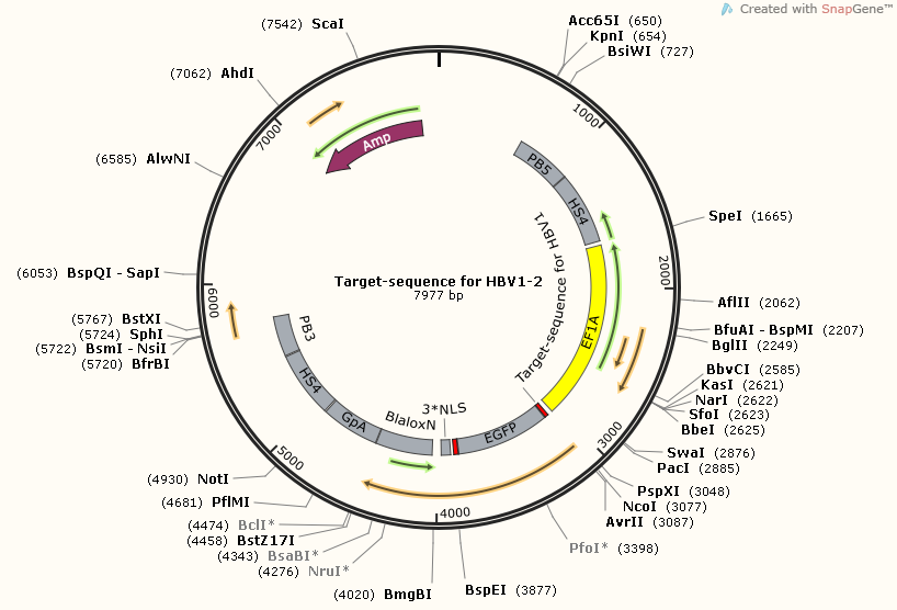 Target-sequence for HBV1-2 Map.png