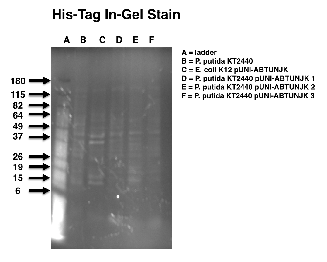 His-Tag In-Gel Stain.png