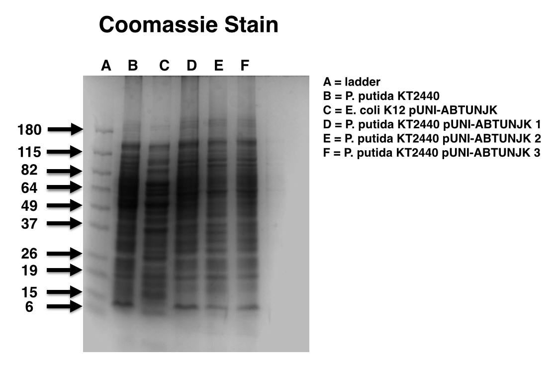Coomassie Stain.png