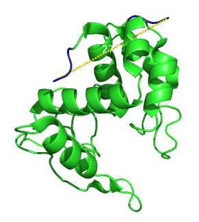 figure 1) Lambda Lysozyme