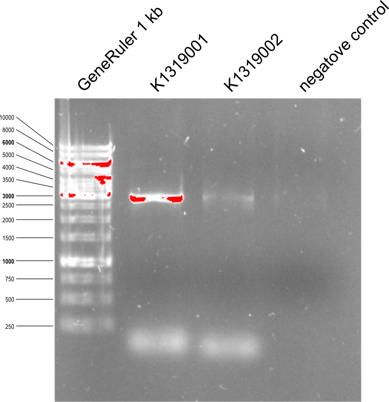 Aachen 14-07-5 PCR toREACh1&2.png