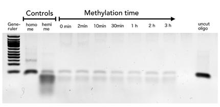 Figure 8) Specificity of linear DNMT1 to hemi-methylated CpG