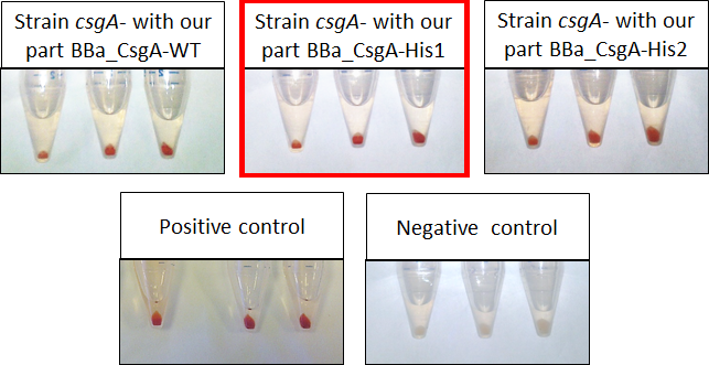 Figure 3 : Engineered bacteria curli production