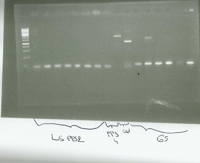 1609 PCR sur clones.jpg