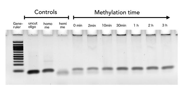 Figure 7)Methylation deposition by linear Dnmt1(731-1602) over time