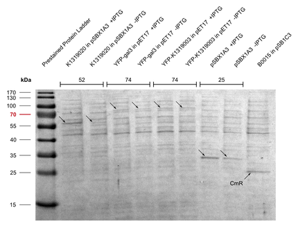 3) SDS-PAGE of K1319020 expression