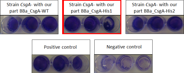 Figure 2 : Engineered bacteria Biofilm formation
