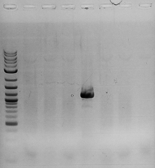 20140710 fiG0005 test PCRs.jpg