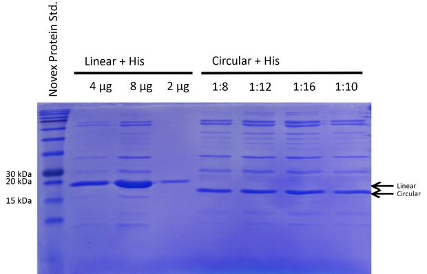 Fig. 2 Coomassie -stained gel to determine ratio of purified linear to circular xylanase
