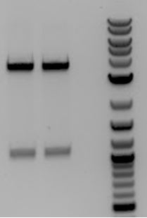 UCB-Phage Delivery-140726.JPG