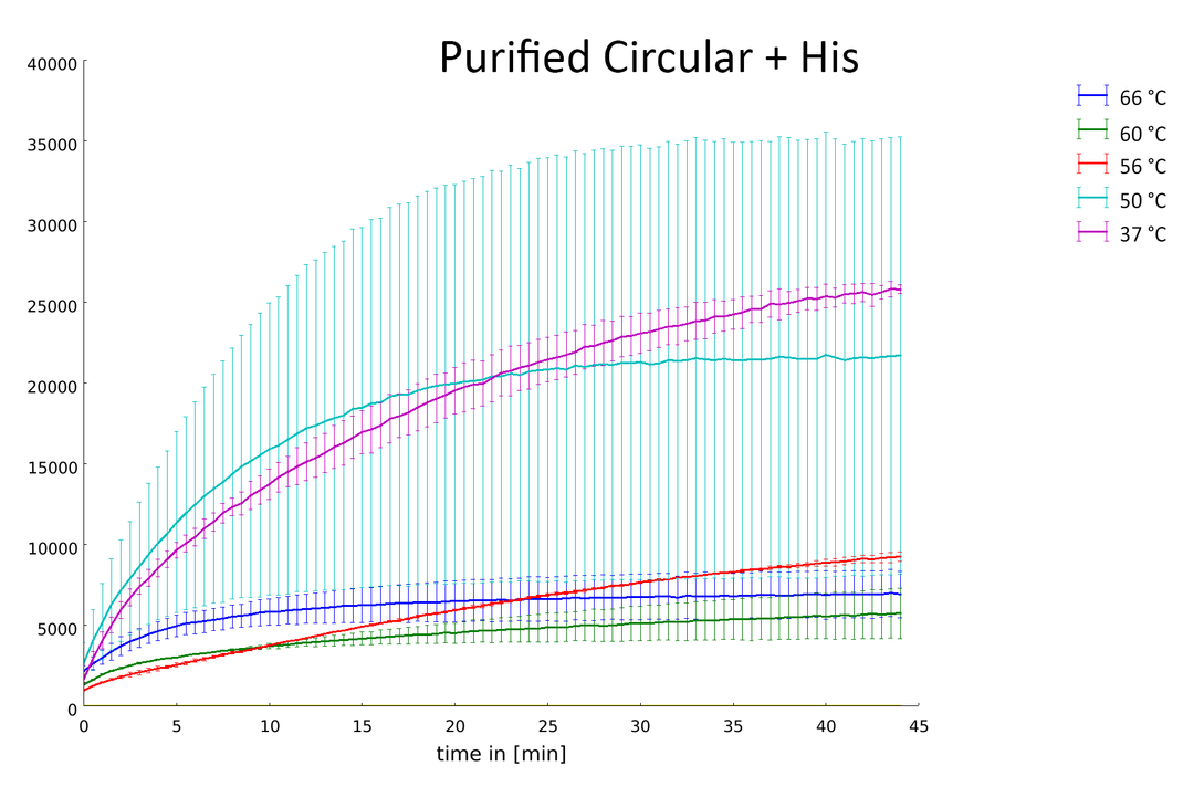 Fig. 2 Coomassie -stained gel to determine ratio of purified linear to circular xylanase