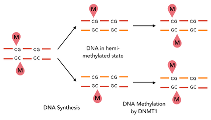 Figure 1) Principle of mDNMT1-mediated maintenance methylation