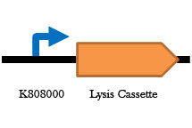 Lysis Cassette Construct.jpg