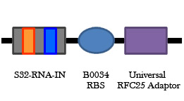 Universal RNA-IN Construct.jpg