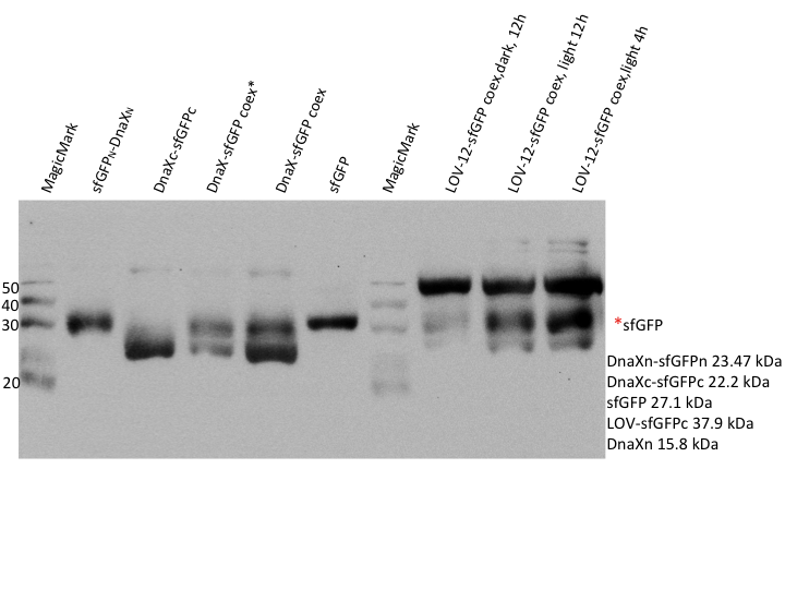 Figure 2) sfGFP light induction - Western blot with anti-His6