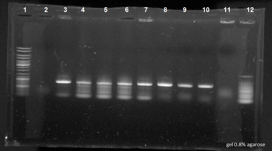 050814-Romain-PCRa.jpg