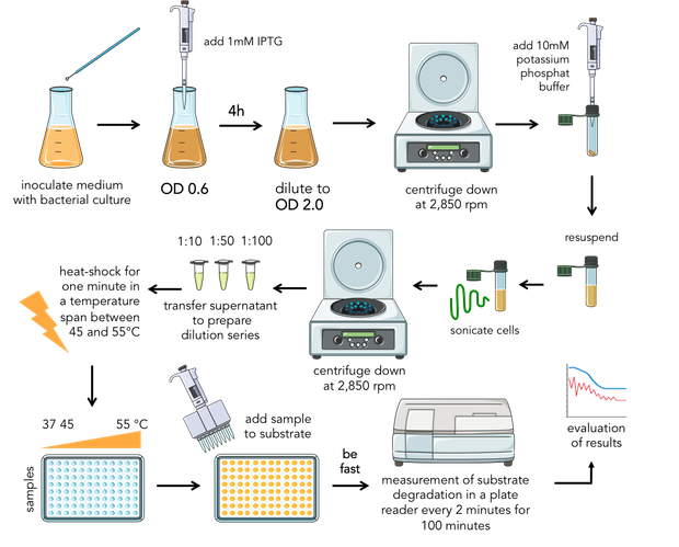 Figure 4) Composition of the final assay.