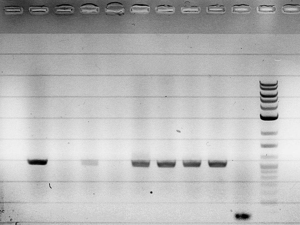 20140712 piG0042 GA colony PCRs.jpg