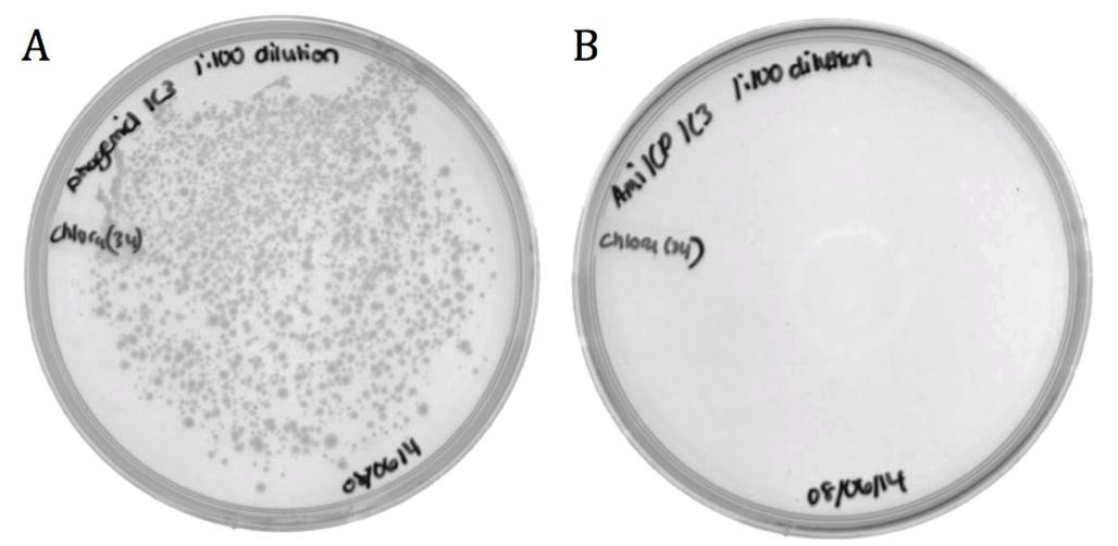 Figure 3. Conjugated BW23115 E. coli infected with recombinant phage  A) pSB1C3-M13ori or B) pSB1C3-amilCP phagemids on LB agar with 170 ug/mL chloramphenicol.