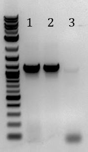 UCB-Phage Delivery-140725.JPG