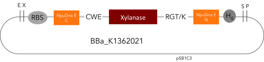 Circular Xylanase with His-Tag: BBa_K1362021