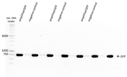 Figure 2) Agarose gel of linear GFP