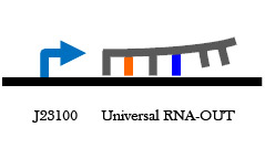 Universal RNA-OUT construct.jpg
