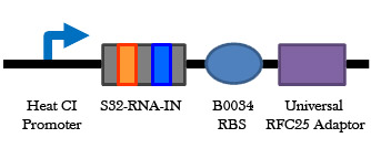 Universal RNA-IN Construct w Promoter.jpg