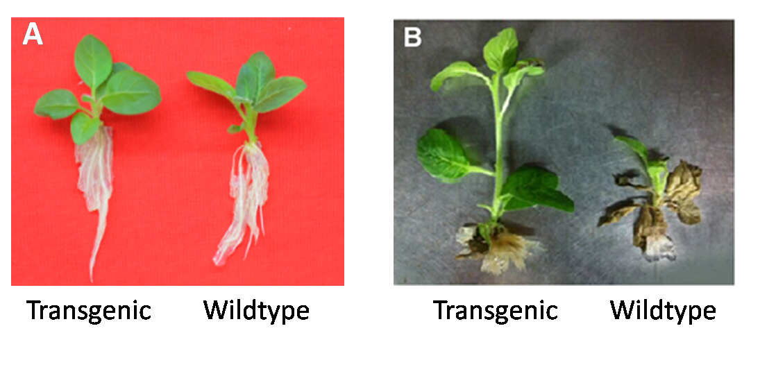 Transgenic plants for enhanced biodegradation and