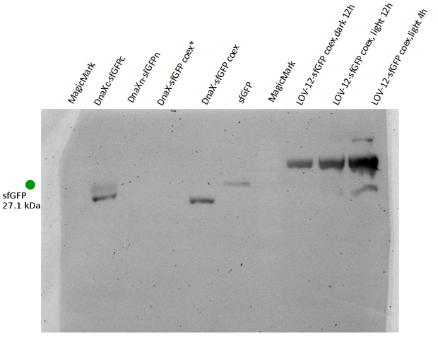 Figure 2) sfGFP light induction - Western blot with anti-GFP