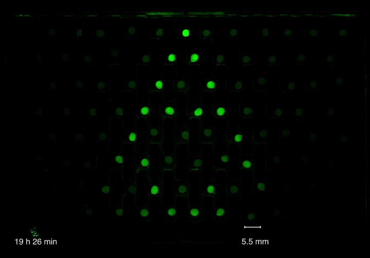 ETH Zurich 2014 bead communication on chip.png