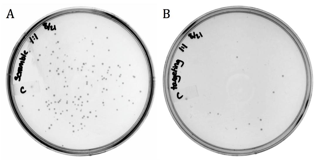 Figure 6. Infection results of M13 phage delivering A) non-targeting and B) targeting varieties of part BBa_K1445001 on LB agar with 170 ug/mL chloramphenicol.