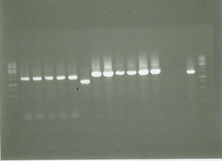 0309 Vérif PCR GS CAD PS LS Chromo.jpg