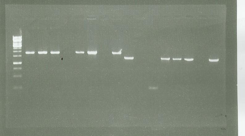 0909 PCR CLONE.jpg
