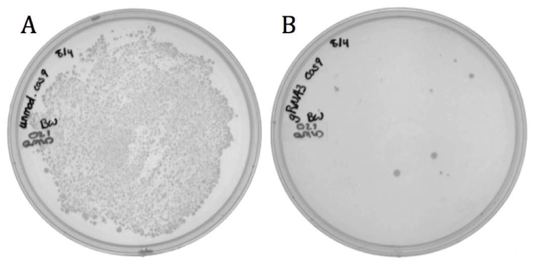 Figure 5. Transformation results of neomycin resistant E. coli with BBa_K1218011 having either A) non-targeting or B) targeting spacer sequence on LB agar with 170 ug/mL chloramphenicol.