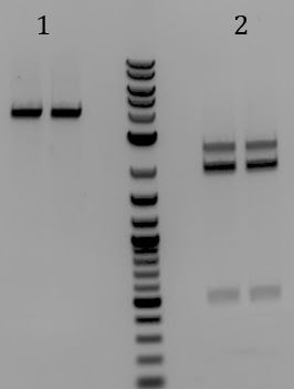 UCB-Phage Delivery-140722.JPG