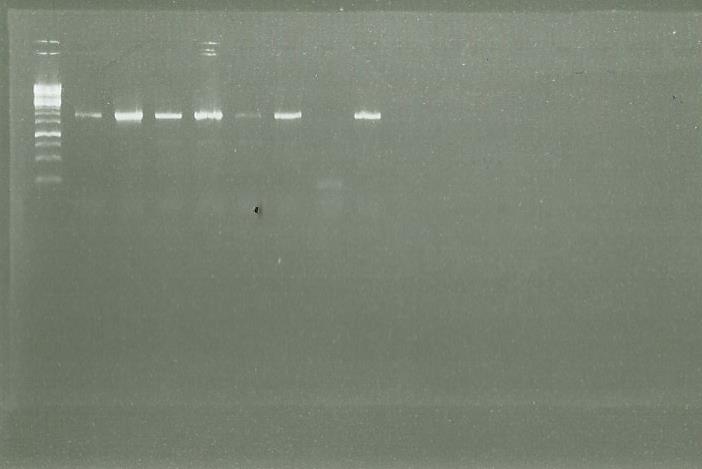 0909 PCR CLONE LS.jpg