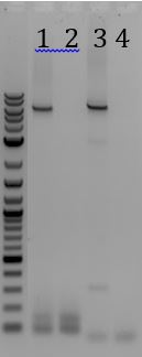UCB-Phage Delivery-140723.JPG