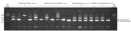 Figure 2) Successfully cloning of constructs.