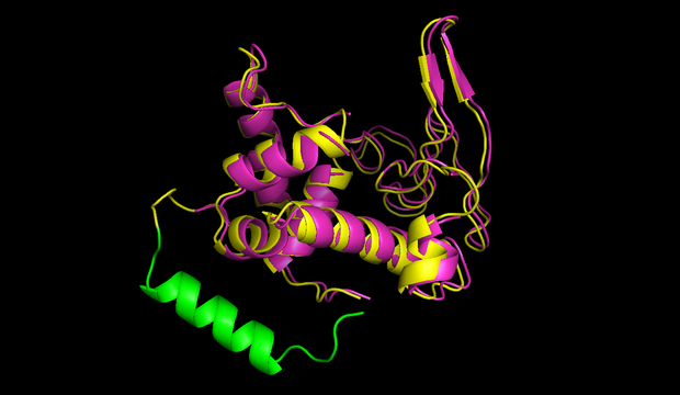 Fig 7) Circular lambdalysozyme structure