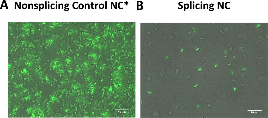 Figure 8) The non-splicing variant shows stronger fluorescence than the splicing variant