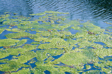 360w-algae image3 bcajob456.jpg