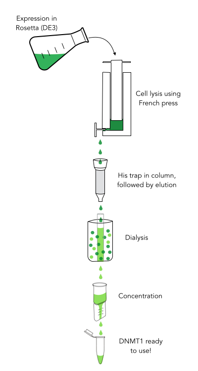 Figure 3) Purification of recombinant mDNMT1