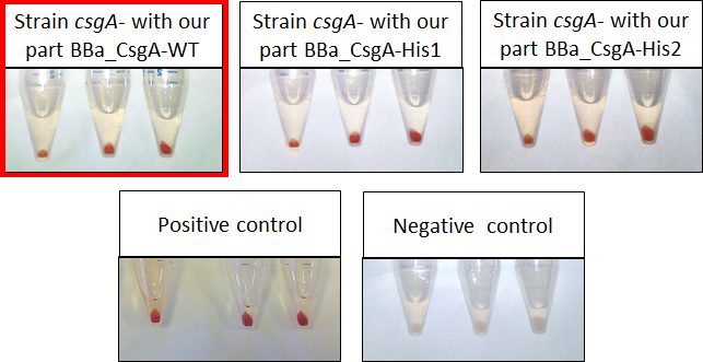 Figure 3 : Engineered bacteria curli production