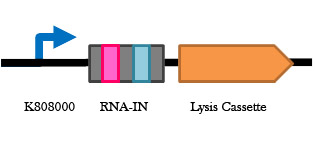 RNA IN construct.jpg