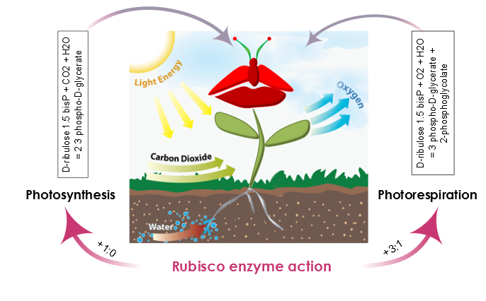 Figure 3. Rubisco enzyme action defines two scenarios in plant metabolism: Photosynthesis and Photorespiration.  During Photosynthesis, the carboxylation-oxygenation ratio is +1:0 and there is no   oxygenation of ribulose 1.5-bisP.  Moreover, the presence of oxygen and rubisco also catalyzes an oxygen reaction, photosynthesis efficiency is reduced and the carboxylation-oxygenation ratio is +3:1.